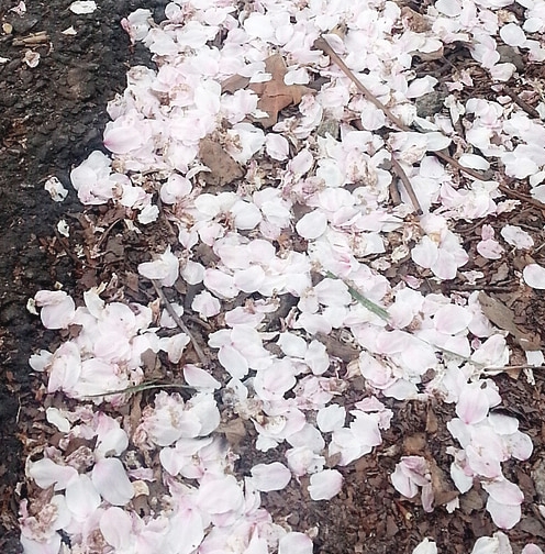 更漏子——张胜兰